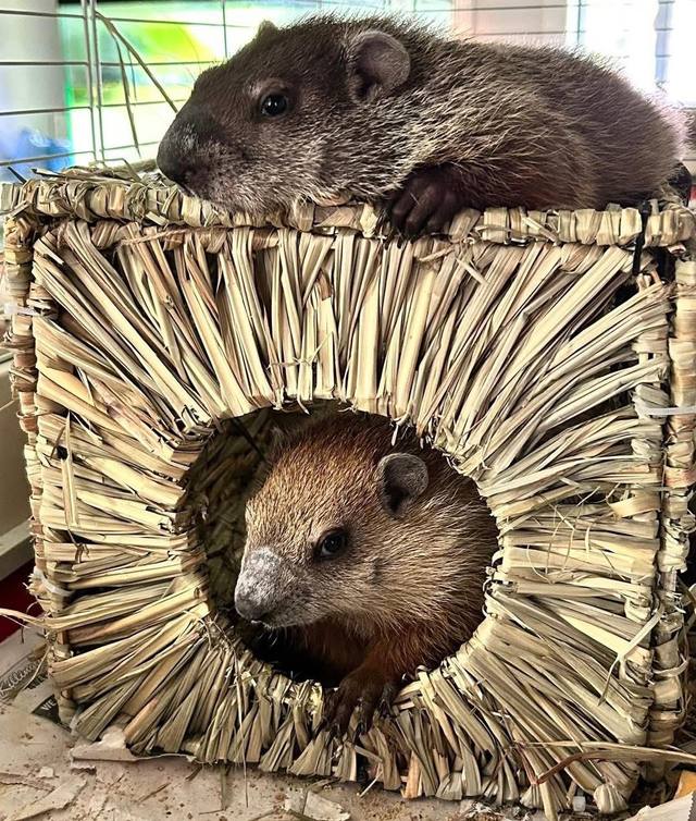 Wildlife in care at Venderick’s Healing Paw