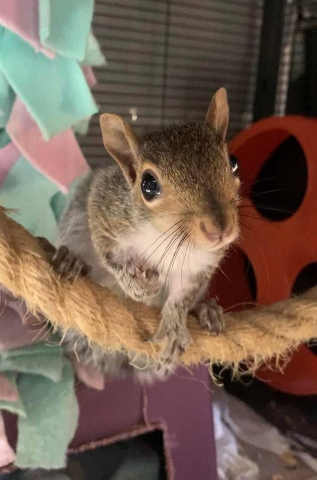 Wildlife in care at Venderick’s Healing Paw
