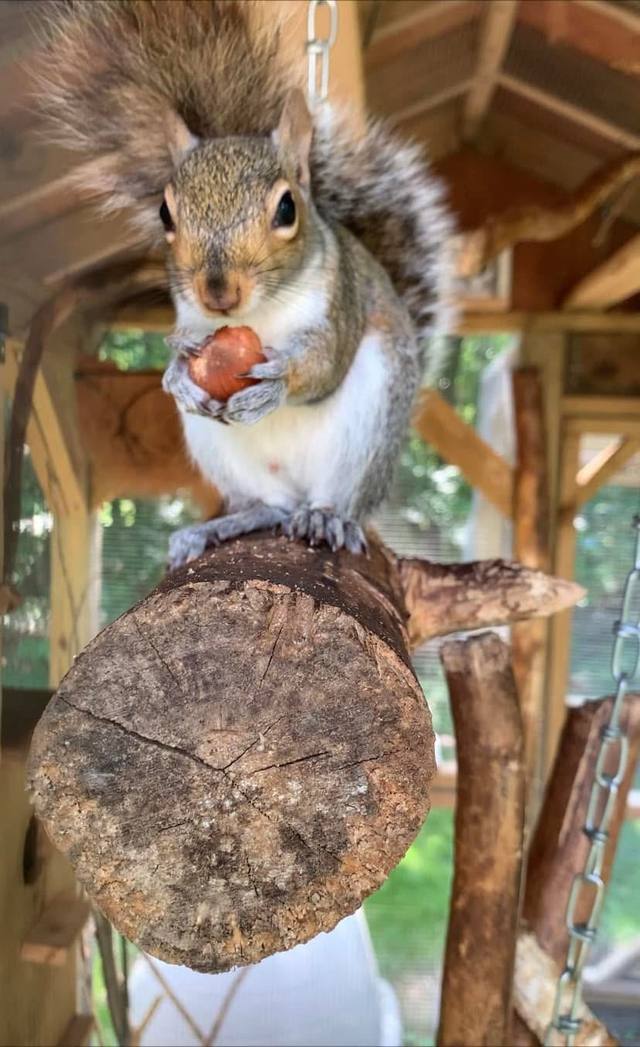 Wildlife in care at Venderick’s Healing Paw
