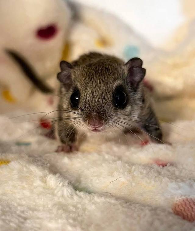 Wildlife in care at Venderick’s Healing Paw