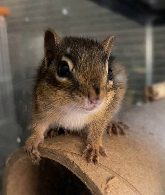 Wildlife in care at Venderick’s Healing Paw