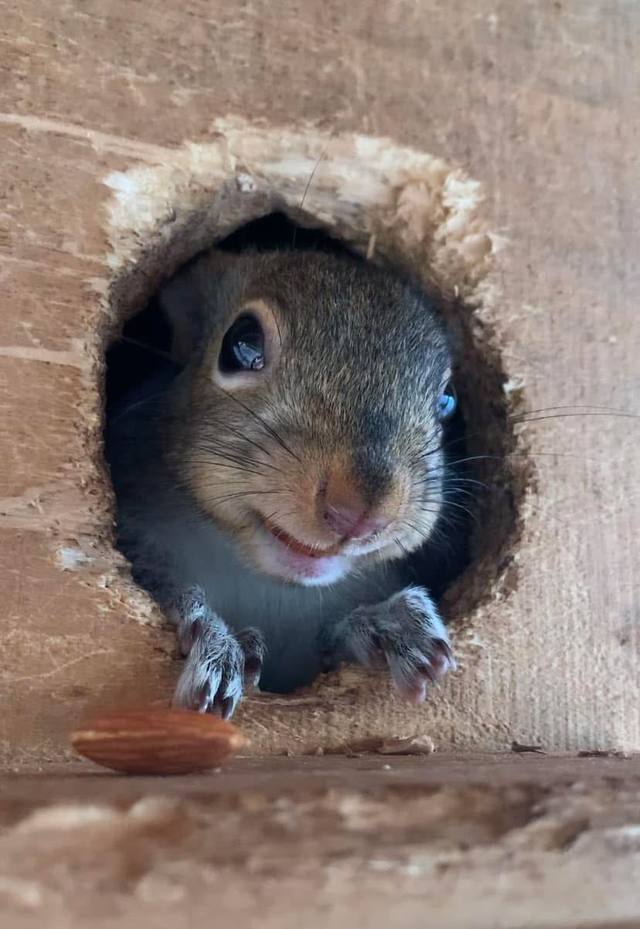 Wildlife in care at Venderick’s Healing Paw